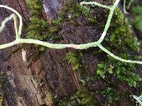 Usnea ceratina image