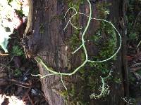 Usnea ceratina image