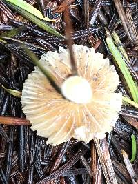 Inocybe geophylla image