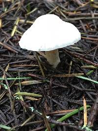 Inocybe geophylla image