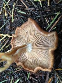 Clitocybe squamulosa image