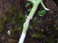 Usnea ceratina image