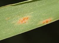 Puccinia coronata image