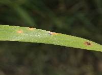 Puccinia coronata image