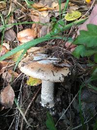 Amanita velosa image