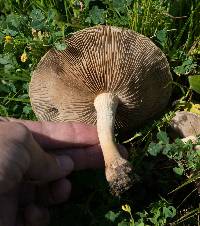 Agrocybe putaminum image