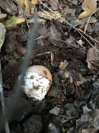 Amanita velosa image