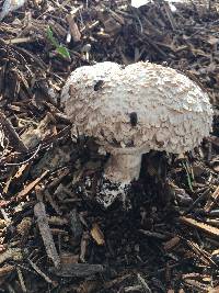 Chlorophyllum brunneum image