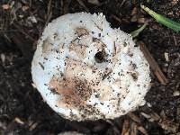 Chlorophyllum brunneum image