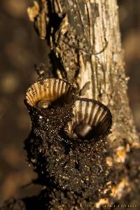 Cyathus striatus image