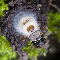 Cordyceps bassiana image