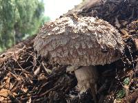 Chlorophyllum brunneum image