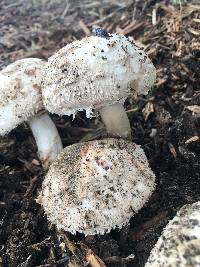 Chlorophyllum brunneum image