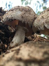 Chlorophyllum brunneum image