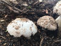 Chlorophyllum brunneum image