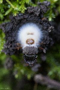 Cordyceps bassiana image