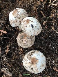 Chlorophyllum brunneum image