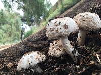 Chlorophyllum brunneum image