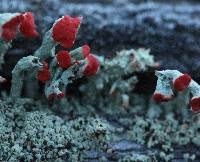 Cladonia cristatella image