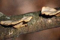 Polyporus alveolaris image