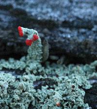 Cladonia cristatella image