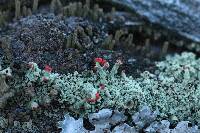 Cladonia cristatella image