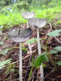 Coprinopsis lagopus image