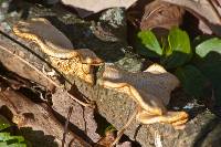 Polyporus alveolaris image