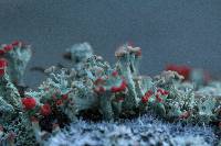 Cladonia cristatella image