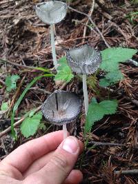 Coprinopsis lagopus image