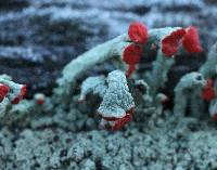 Cladonia cristatella image