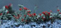 Cladonia cristatella image