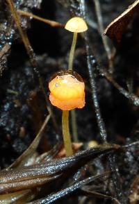 Mycena acicula image