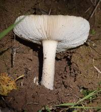 Amanita velosa image