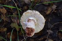 Amanita novinupta image