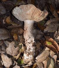 Amanita novinupta image