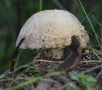 Amanita novinupta image