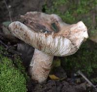 Amanita novinupta image