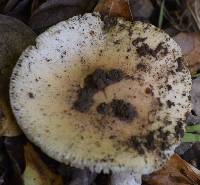 Amanita velosa image