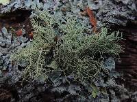 Usnea subfloridana image