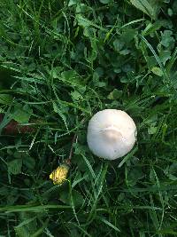 Psathyrella candolleana image