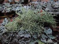 Usnea subfloridana image