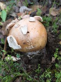 Amanita velosa image