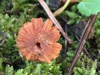 Laccaria laccata image