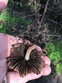 Psathyrella candolleana image