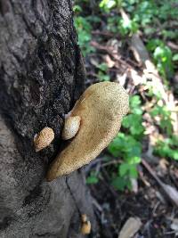 Crepidotus mollis image