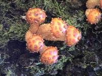 Pholiota squarrosa image