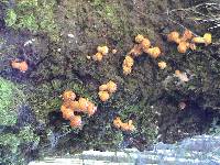 Pholiota squarrosa image