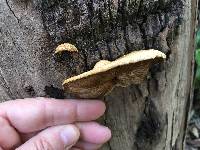 Crepidotus mollis image