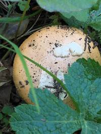 Amanita velosa image